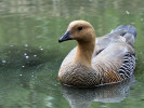 Magellan Goose (WWT Slimbridge August 2011) - pic by Nigel Key